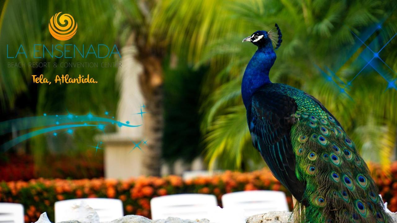 La Ensenada Beach Resort Tela Bagian luar foto
